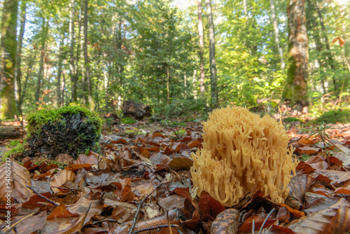 Clavaire mushroom in a mountain forest in autumn. photo