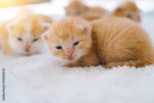 Newborn baby red cat sleeping on funny pose. Group of small cute ginger kitten. Domestic animal. Sleep and cozy nap time. Comfortable pets sleep at cozy home. Selective focus