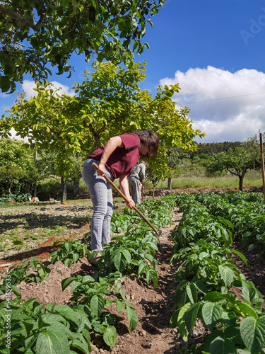 Mulher agricultora a trabalhar no campo com a sua enxada a cavar batatas para tirar as ervas e ao mesmo tempo deixa-las ao rego para depois se poderem regar photo