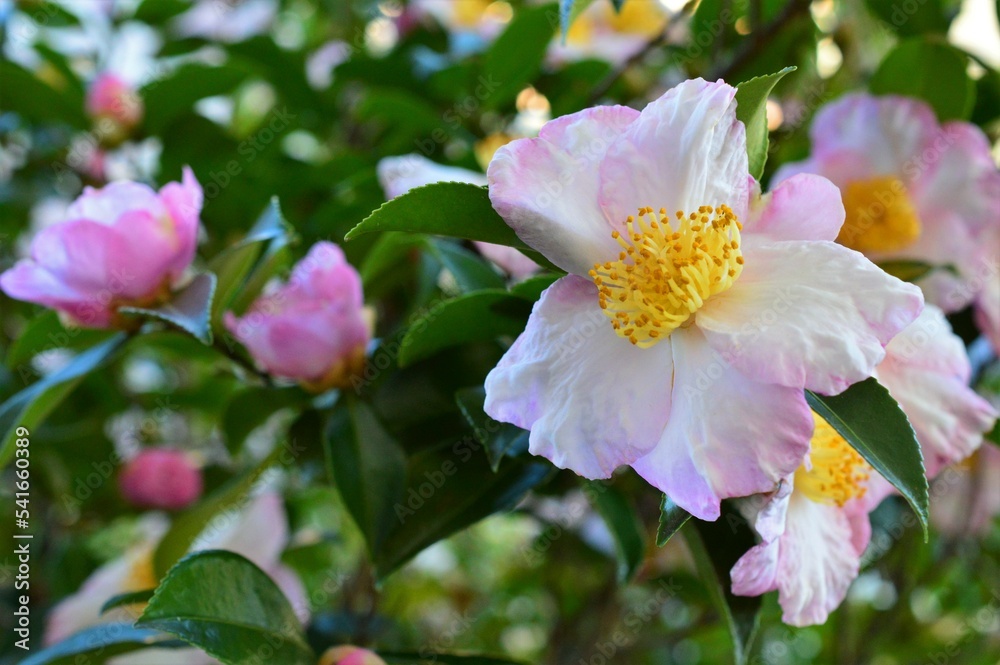 ピンク色のサザンカ(山茶花)オキナワサザンカ Stock Photo | Adobe Stock