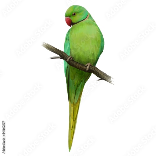  Ring-Necked Parakeet. Watercolour illustration of a Ring-Necked Parakeet. Idea for educational books, postcards, stickers, tattoo