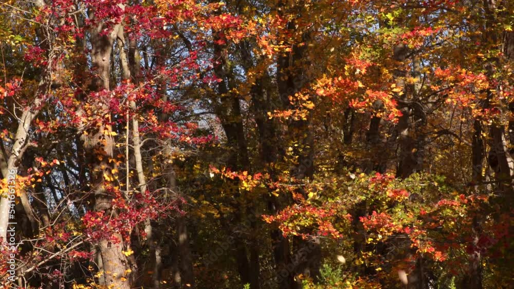Various leaves falling from trees in the woods while Autumn foliage color the background in this UHD clip. Various leaves falling from trees in the woods while Autumn foliage color the background in this UHD clip.