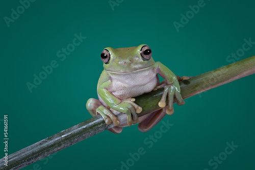 Dumpy Tree Frog or Australian Green Tree Frog (Ranoidea caerulea) or Papua Tree Frog on a bamboo stick.