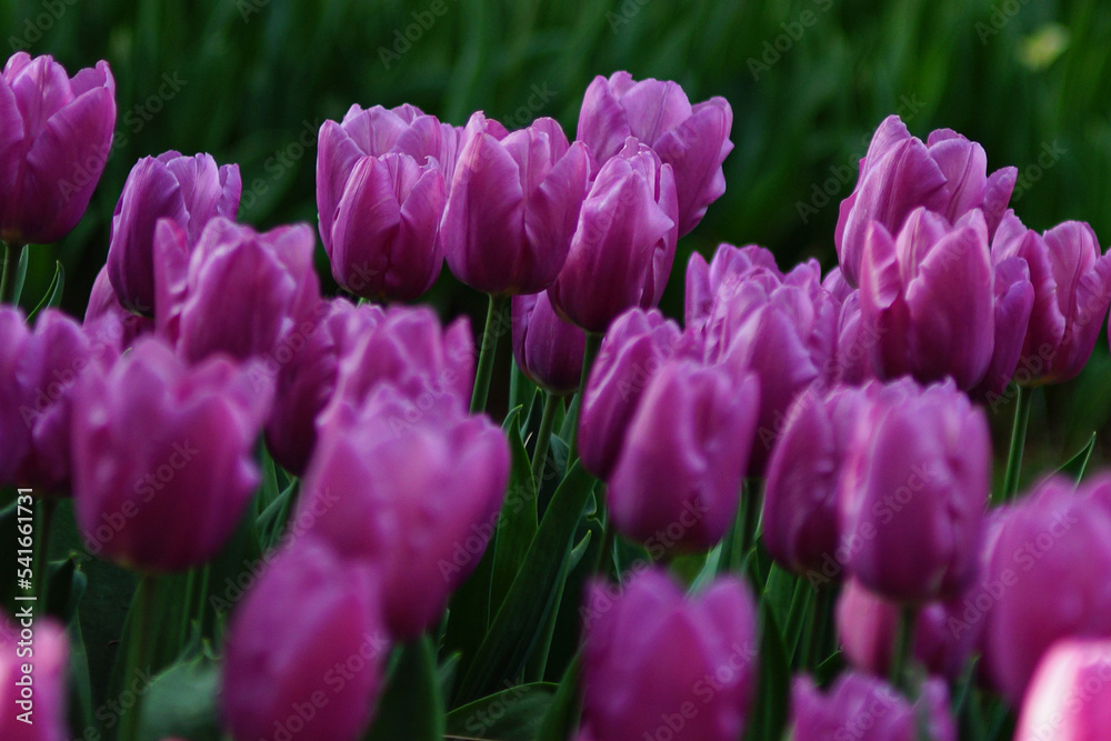 Obraz premium purple tulips in the garden