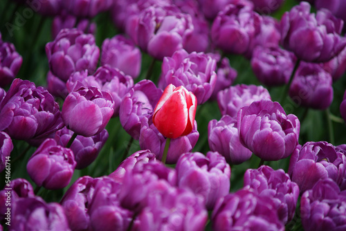 purple tulips in the garden #541661714