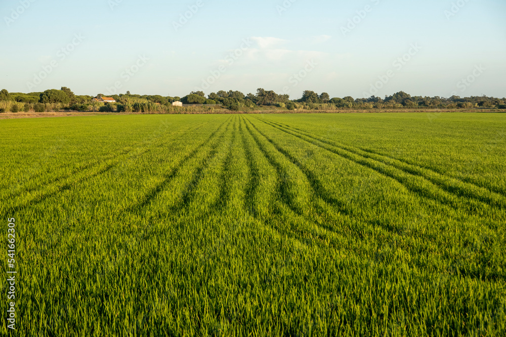 Fields of rice plantation