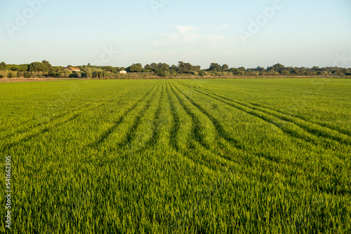 Fields of rice plantation photo
