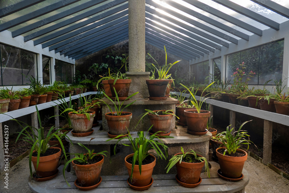 Nursery of plants in a glass greenhouse