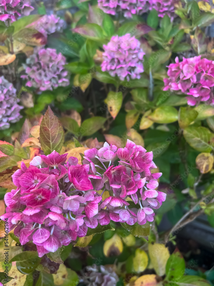 Hydrangea flowers close up. Selective focus Hydrangea flowers close up. Selective focus
