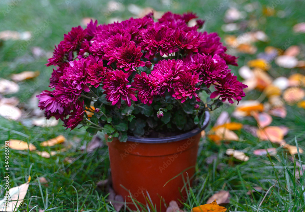 Multiflora pink chrysanthemum flowers in a pot on the grass with autumn yellow leaves