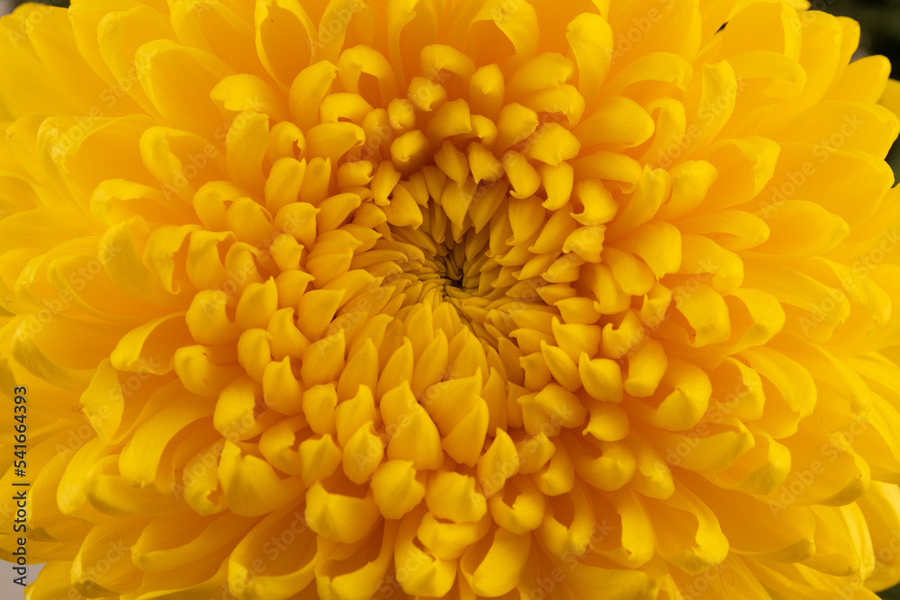 Yellow chrysanthemum head flower in close up. Creative autumn concept. Floral pattern, object. Yellow chrysanthemum head flower in close up. Creative autumn concept. Floral pattern, object.