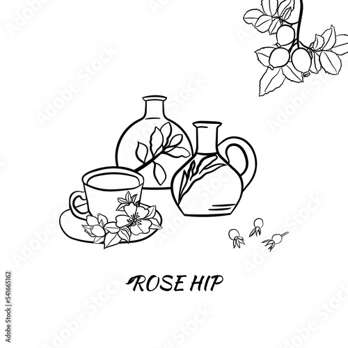 Hand drawn wild rose branch, leaf, flower and berry. Collection of dog rose: branch of roseship, dog rose berries, flowers and leaves. Cosmetic and medical plant. Botanical illustration with line art.