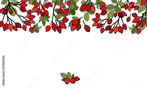 Hand drawn wild rose branch, leaf, flower and berry. Collection of dog rose: branch of roseship, dog rose berries, flowers and leaves. Cosmetic and medical plant. Botanical illustration with line art.