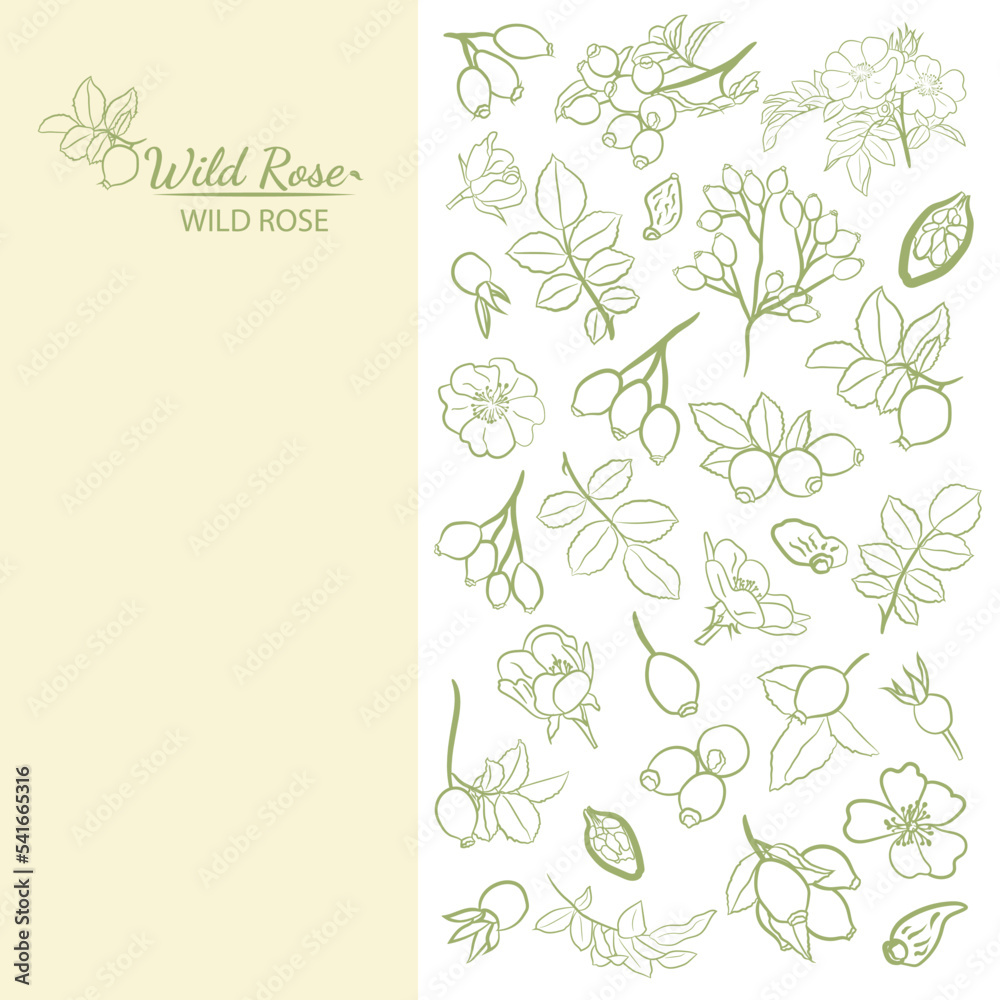 Hand drawn wild rose branch, leaf, flower and berry. Collection of dog rose: branch of roseship, dog rose berries, flowers and leaves. Cosmetic and medical plant. Botanical illustration with line art.