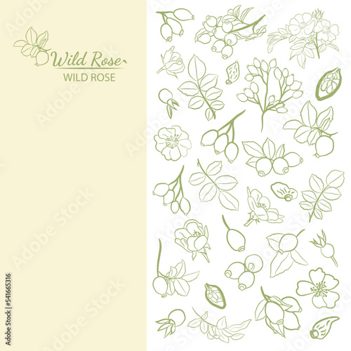 Hand drawn wild rose branch, leaf, flower and berry. Collection of dog rose: branch of roseship, dog rose berries, flowers and leaves. Cosmetic and medical plant. Botanical illustration with line art.