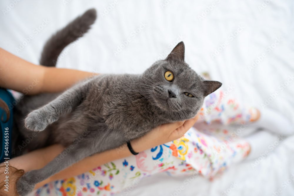 Cute British shorthair cat is gently held in young girl's hands in a bedroom. One eye closed.