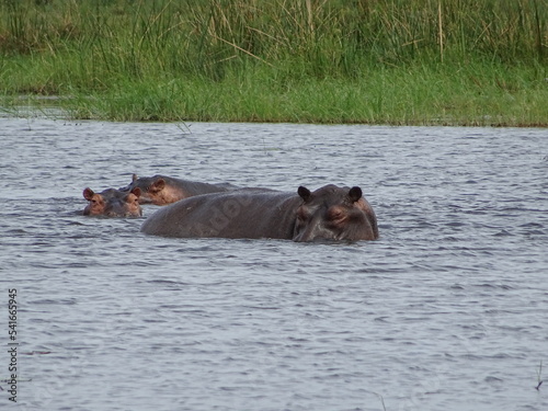 Hippopotame Okavango Botswana