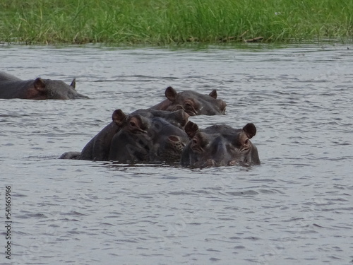 Hippopotame Okavango Botswana