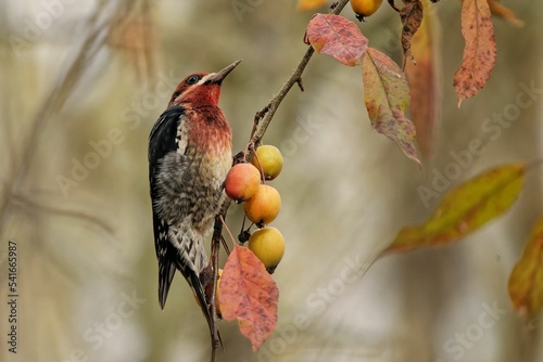 Shallow focus shot of adorable Red-breasted sapsucker perched on a branch with Persimmon fruits photo