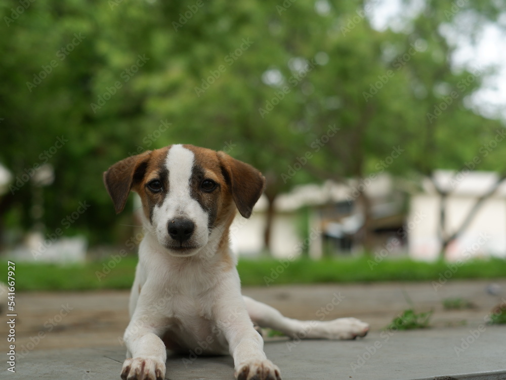 dog in the park puppy indian