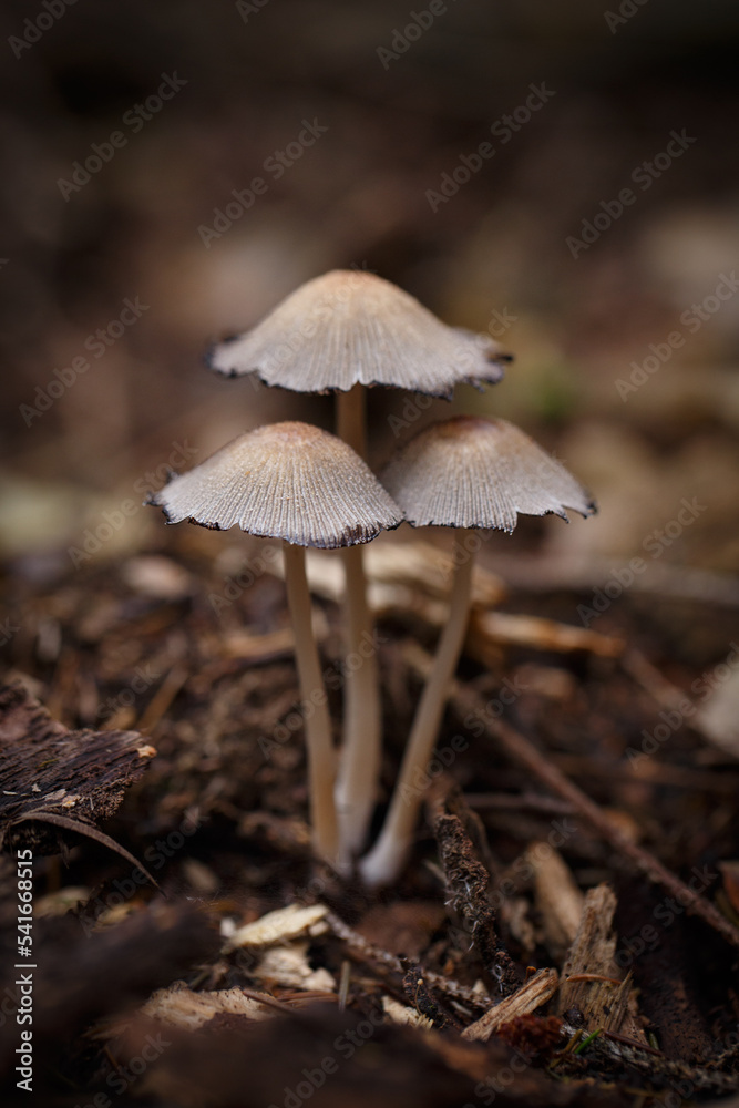 Tintling Coprinus sensu lato in the forest Tintling Coprinus sensu lato in the forest