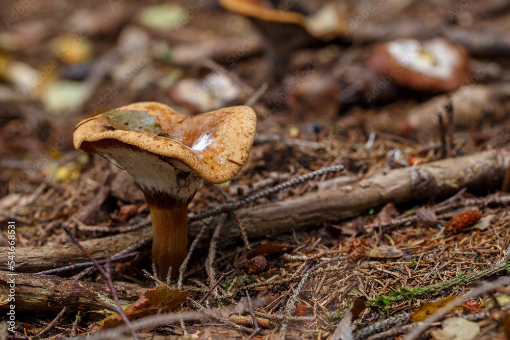 Fototapeta premium Spruce irritant, Fichtenreizker (Lactarius deterimus)
