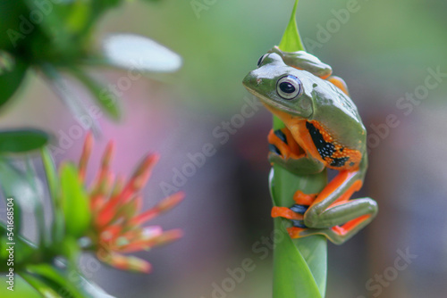 Reinwardt's flying frog sitting on a plant, Indonesia photo
