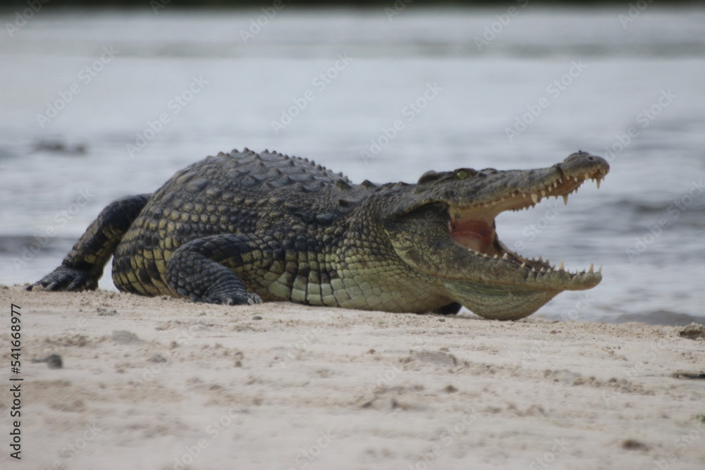 Crocodiles Okavango Botswana Crocodiles Okavango Botswana