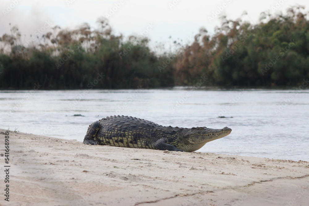 Naklejka premium Crocodiles Okavango Botswana