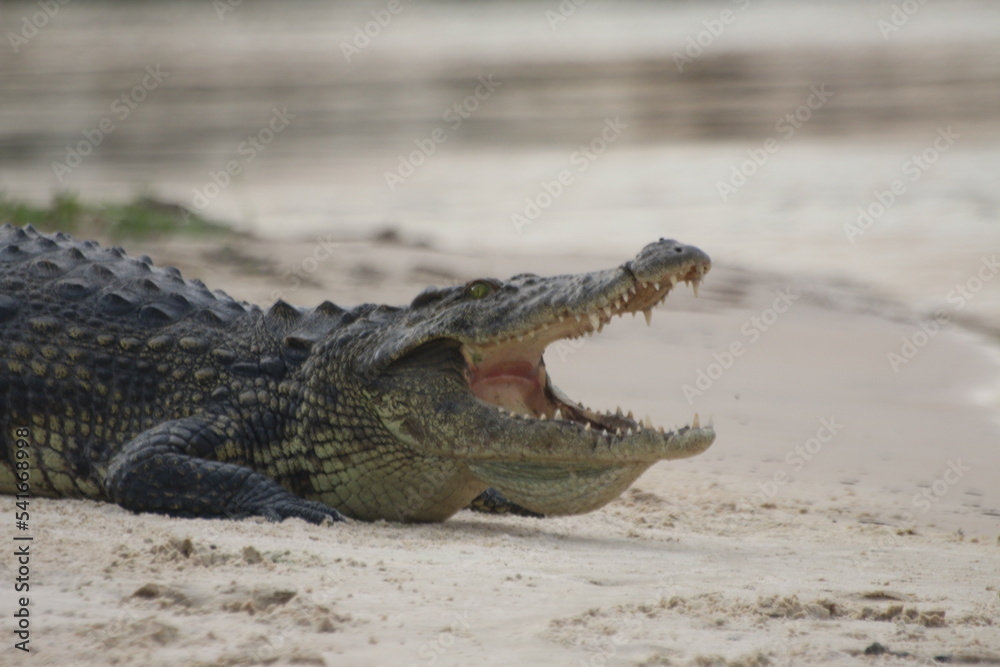 Crocodiles Okavango Botswana Crocodiles Okavango Botswana