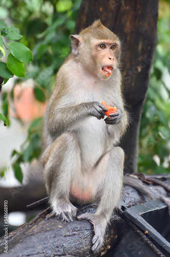 Monkey Eating fruit