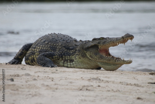 Crocodiles Okavango Botswana