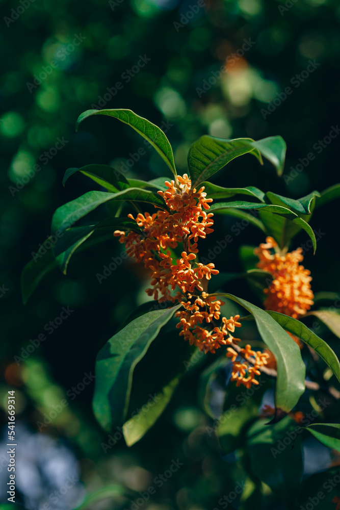 Obraz premium 树枝上的丹桂