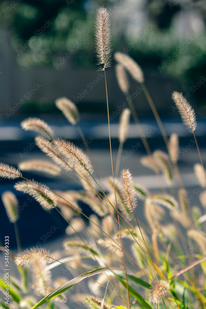 grass in the wind grass in the wind