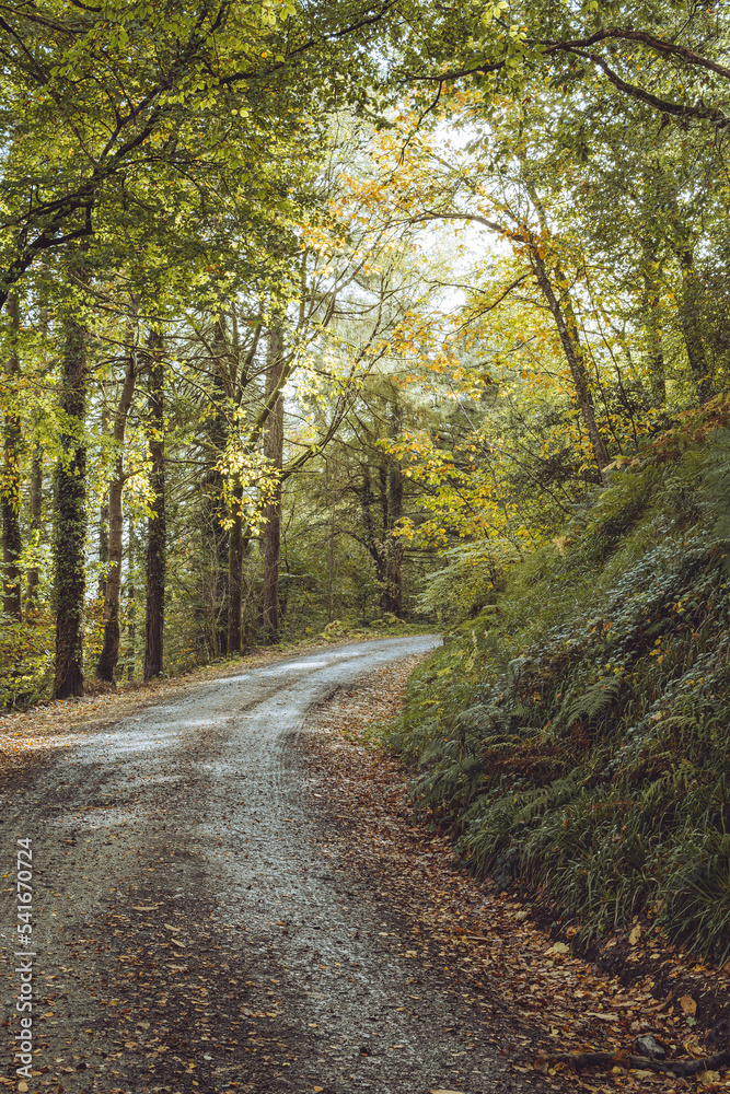road through autumn forest