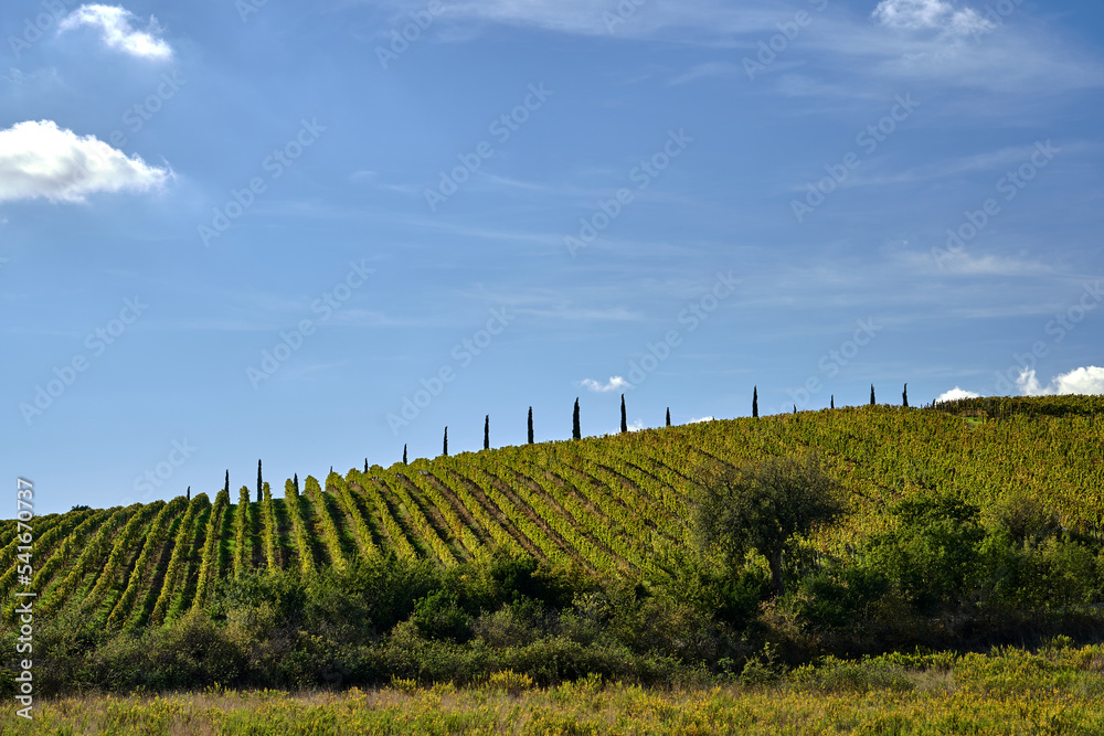 Agricultural landscape with cypress grapevine plantations in Tuscany