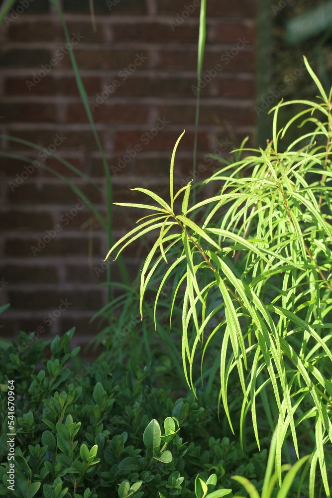 Obraz premium plants in a garden