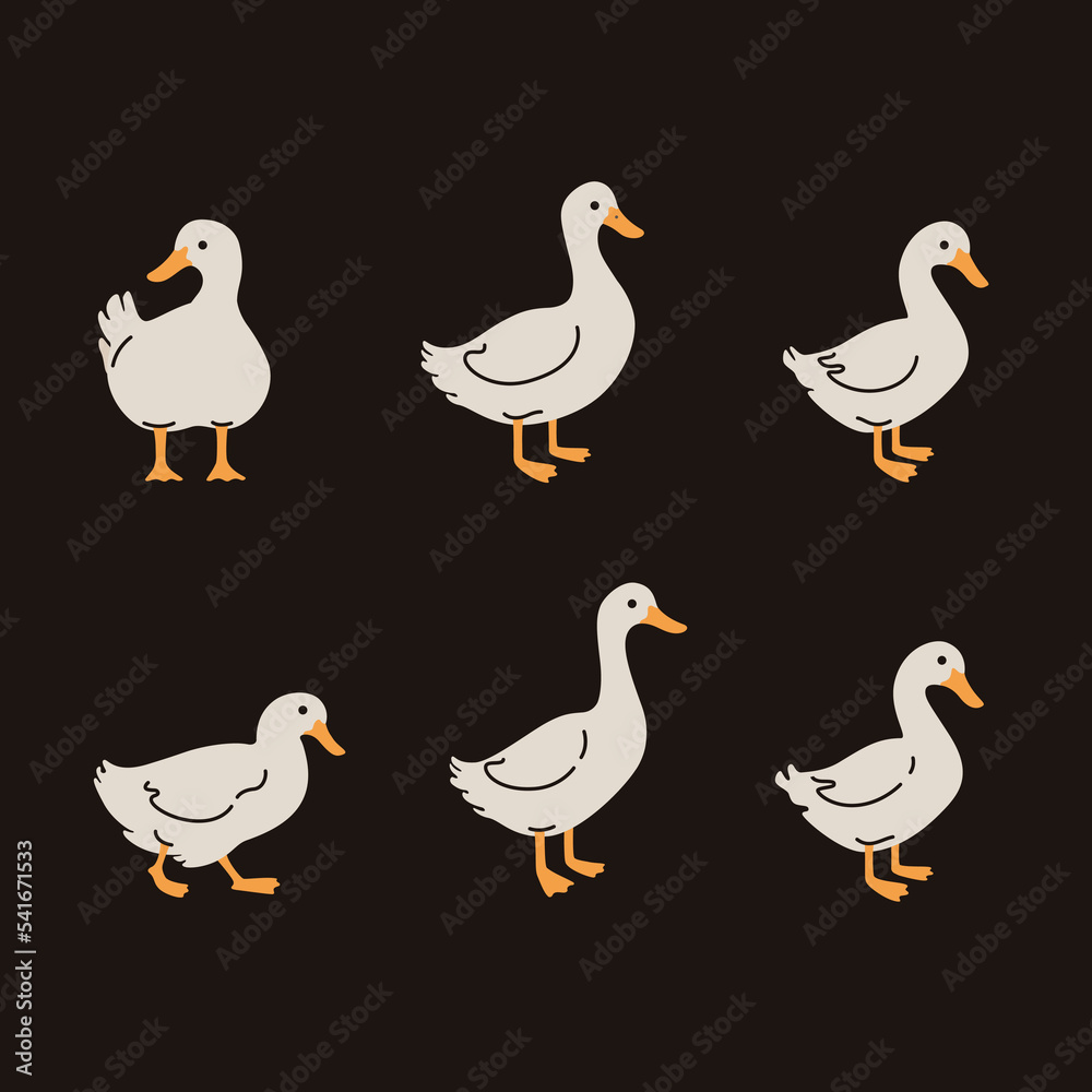 Domestic fowl. Vector contour illustration of duck. Domestic fowl. Vector contour illustration of duck.