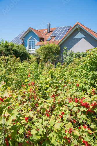 family house with solar cells at the roof, garden with red currant shrubs