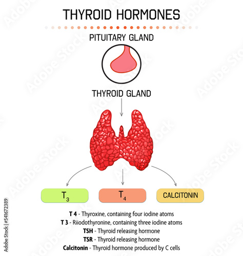 Medical poster with thyroid hormones image on light background photo