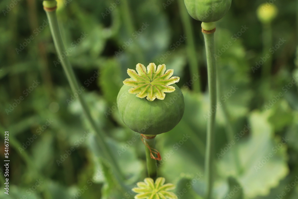 Green poppy head growing in field, closeup Green poppy head growing in field, closeup