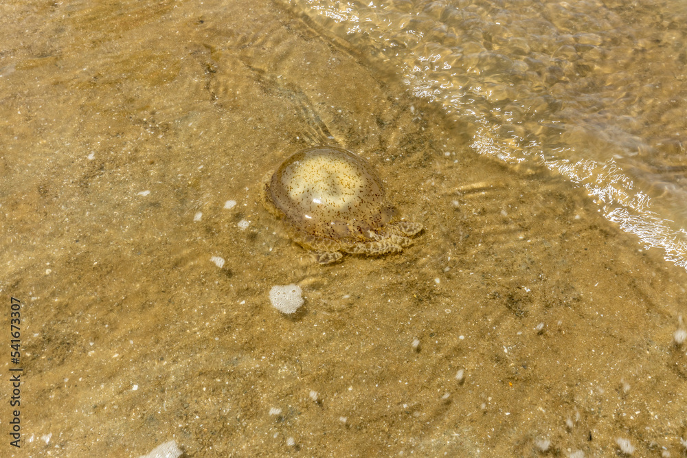 Méduse Rhyzostoma mourante à marée basse Méduse Rhyzostoma mourante à marée basse