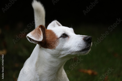 jack russell terrier puppy