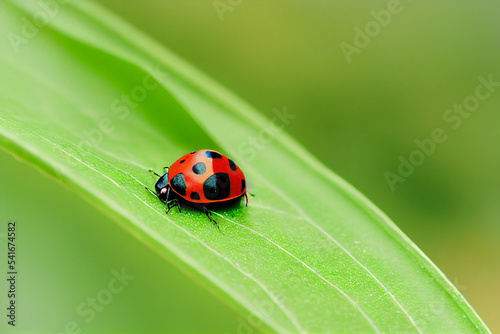 Closeup of a Ladybird on a green leaf © Holger