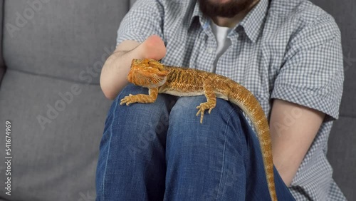 Disabled man with amputated two stump hands with animal bearded agama sitting on sofa at home and stroking him, lovely pet friend. Animal therapy. Problem of adaptation life people with disabilities.
