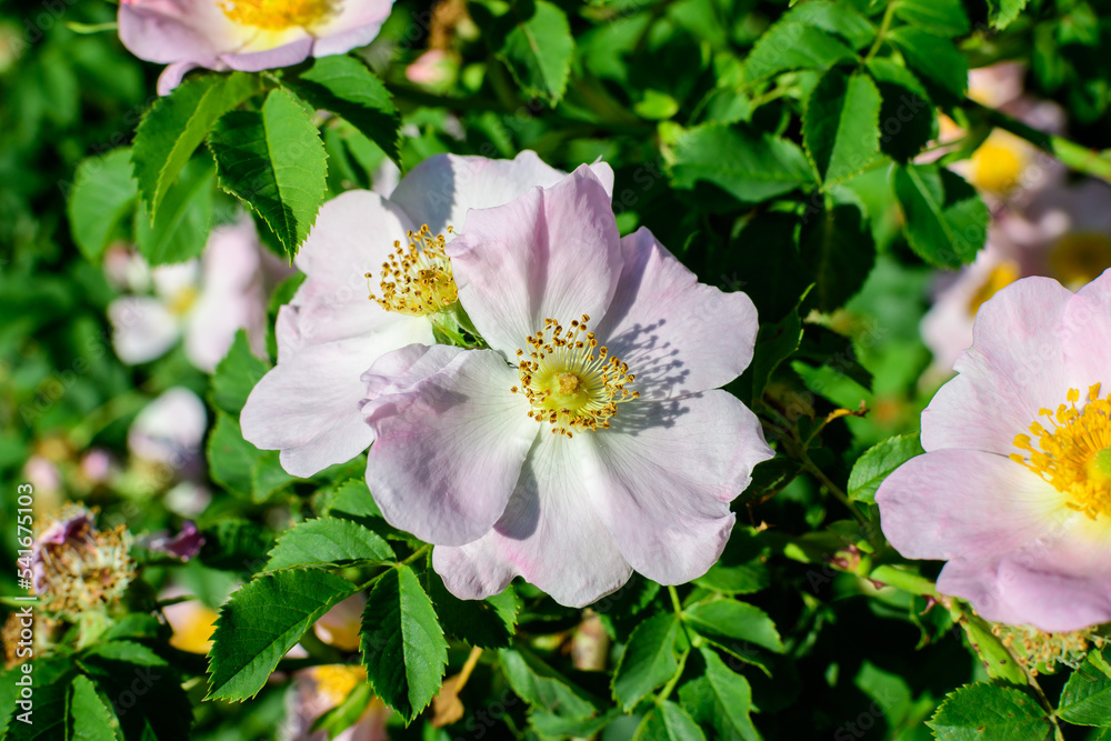 One delicate light pink and white Rosa Canina flower in full bloom in a spring garden, in direct sunlight, with blurred green leaves, beautiful outdoor floral background photographed with soft focus. One delicate light pink and white Rosa Canina flower in full bloom in a spring garden, in direct sunlight, with blurred green leaves, beautiful outdoor floral background photographed with soft focus.