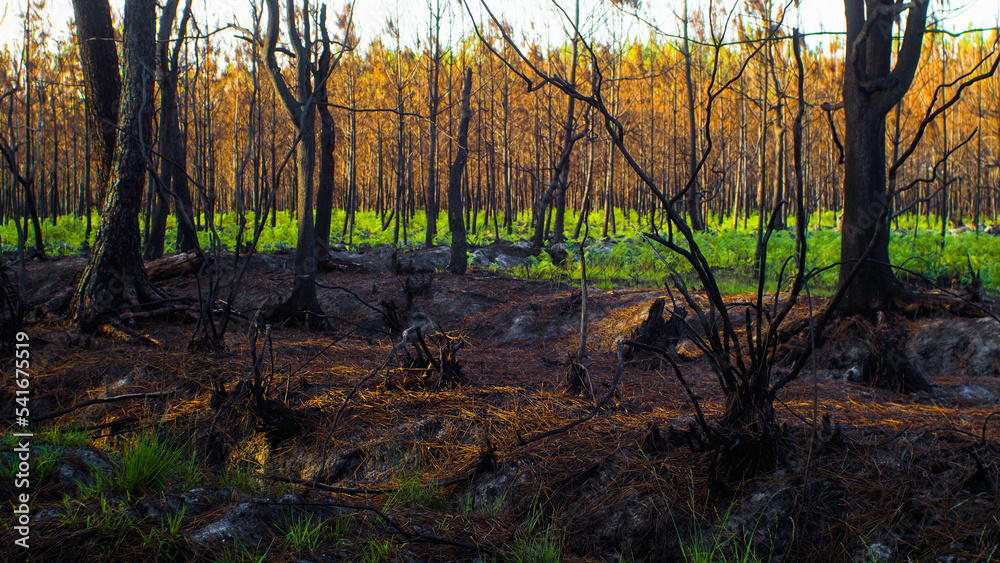Forêt calcinée à Landiras, après le passage des incendies de l'été 2022 Forêt calcinée à Landiras, après le passage des incendies de l'été 2022