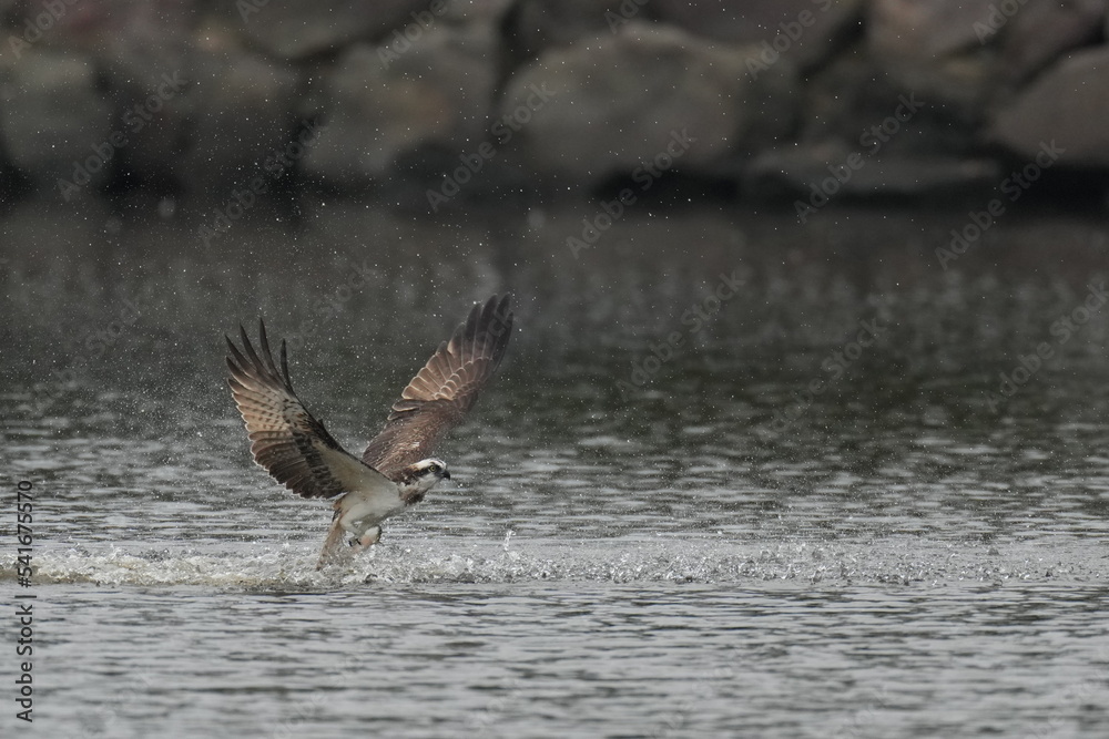 osprey is hunting a fish osprey is hunting a fish