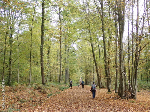 Forest of Montmorency / Île-de-France, France