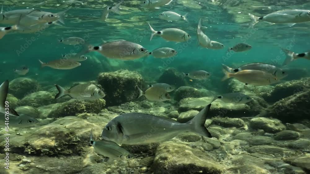 Underwater view of school of fish and seabream swimming in crystalline clear sea shallow water in Corsica, France. Slow-motion Underwater view of school of fish and seabream swimming in crystalline clear sea shallow water in Corsica, France. Slow-motion